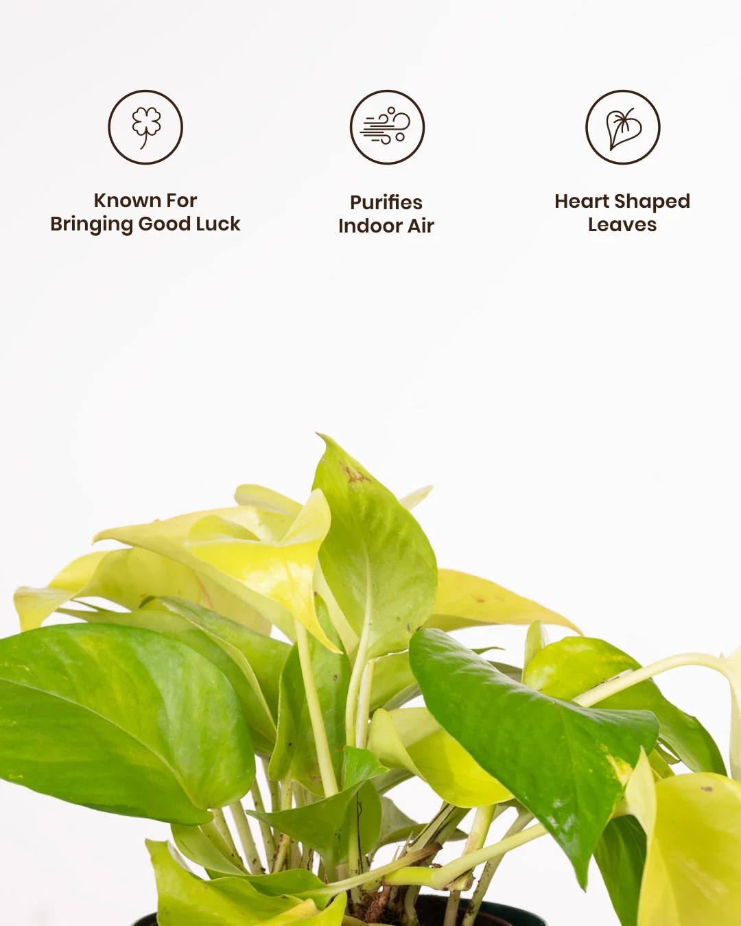 Golden Money Plant with Medium Self Watering Pot - BYOB - Image 15