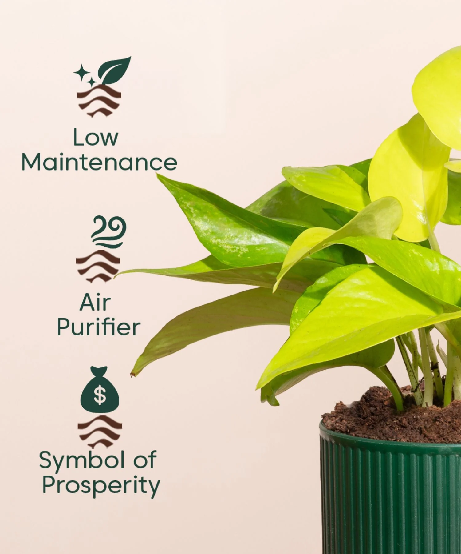 Golden Money Plant With Mylo Self Watering Pot - Image 10