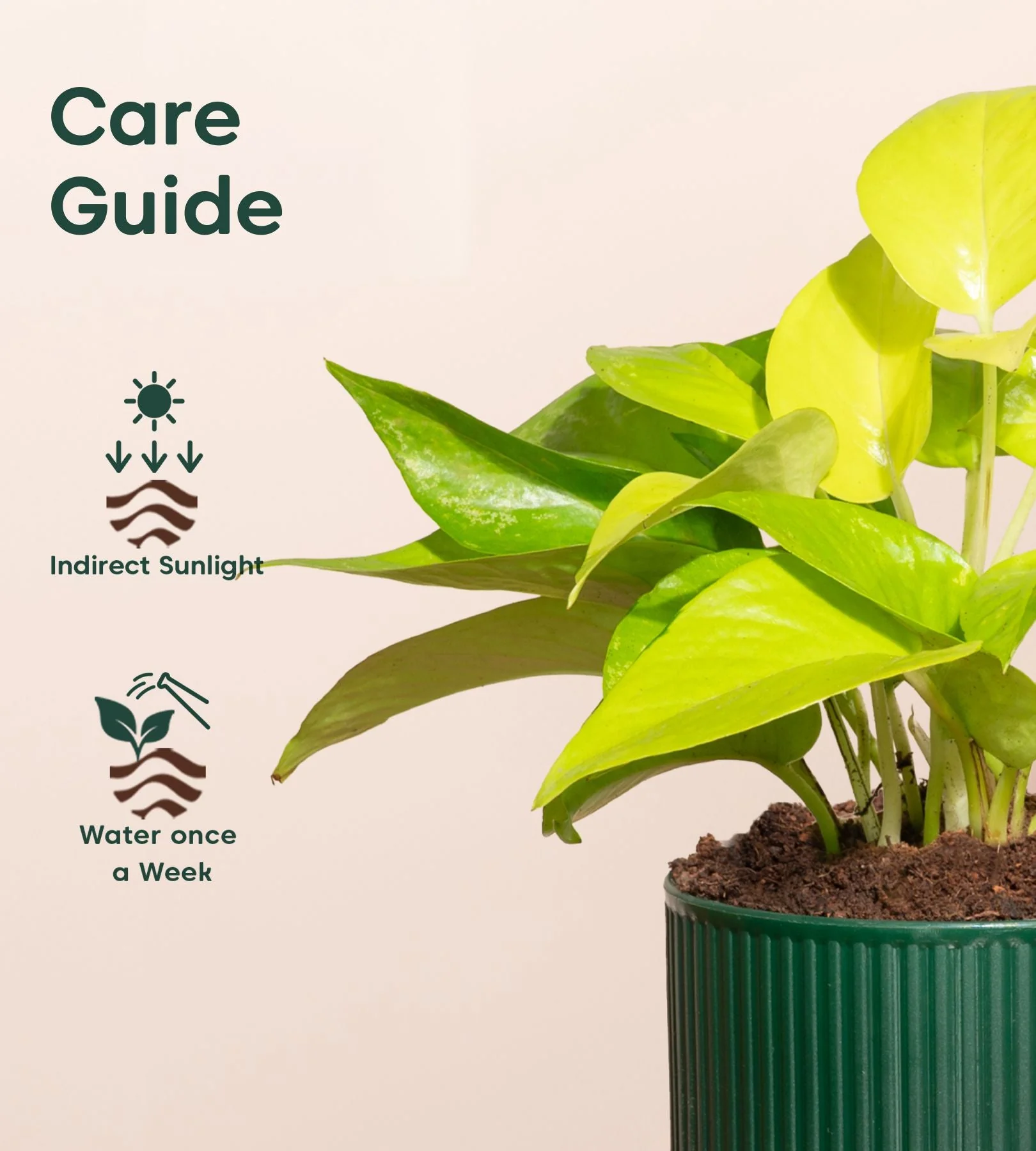 Golden Money Plant With Mylo Self Watering Pot - Image 11