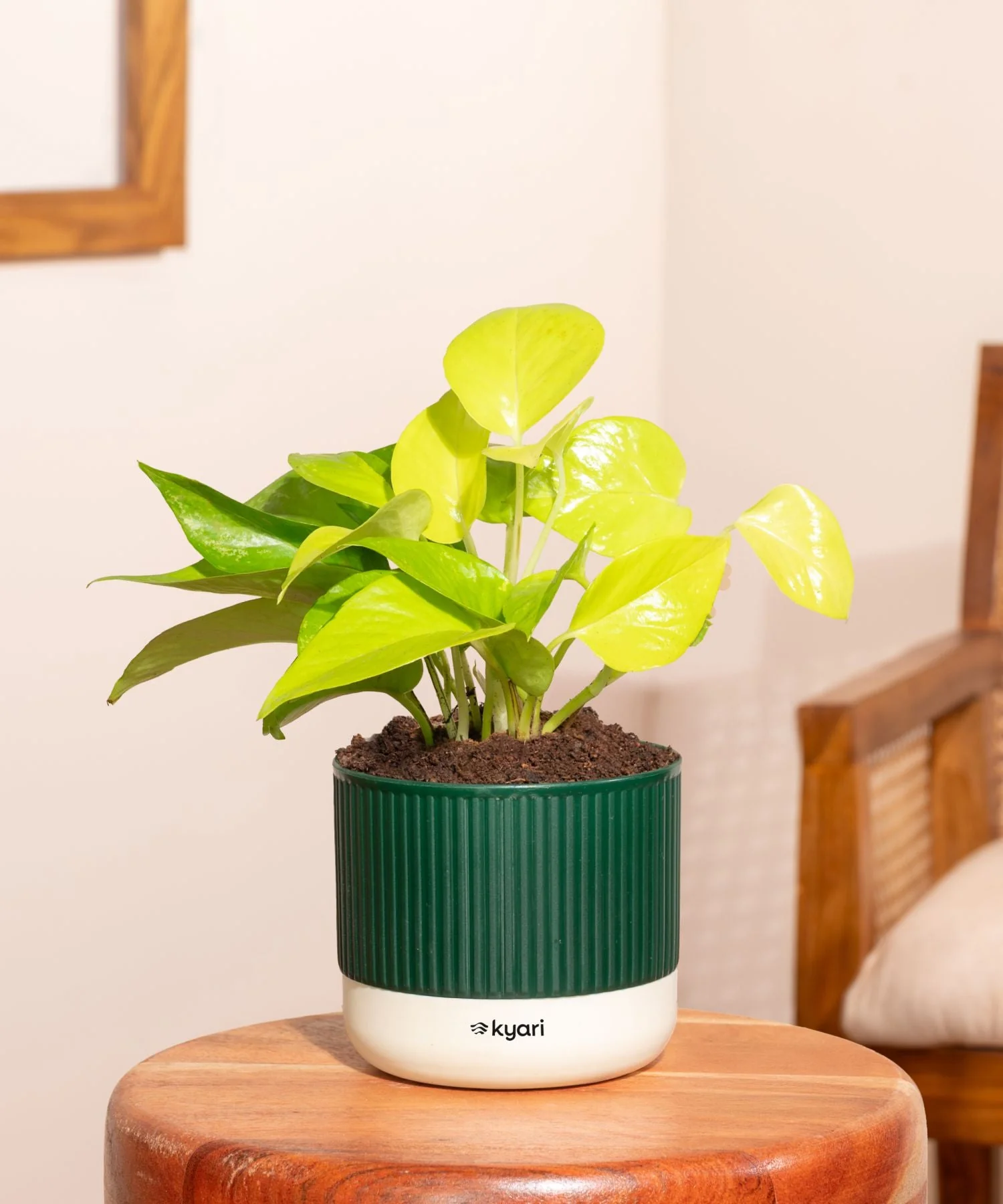 Golden Money Plant With Mylo Self Watering Pot - Image 2