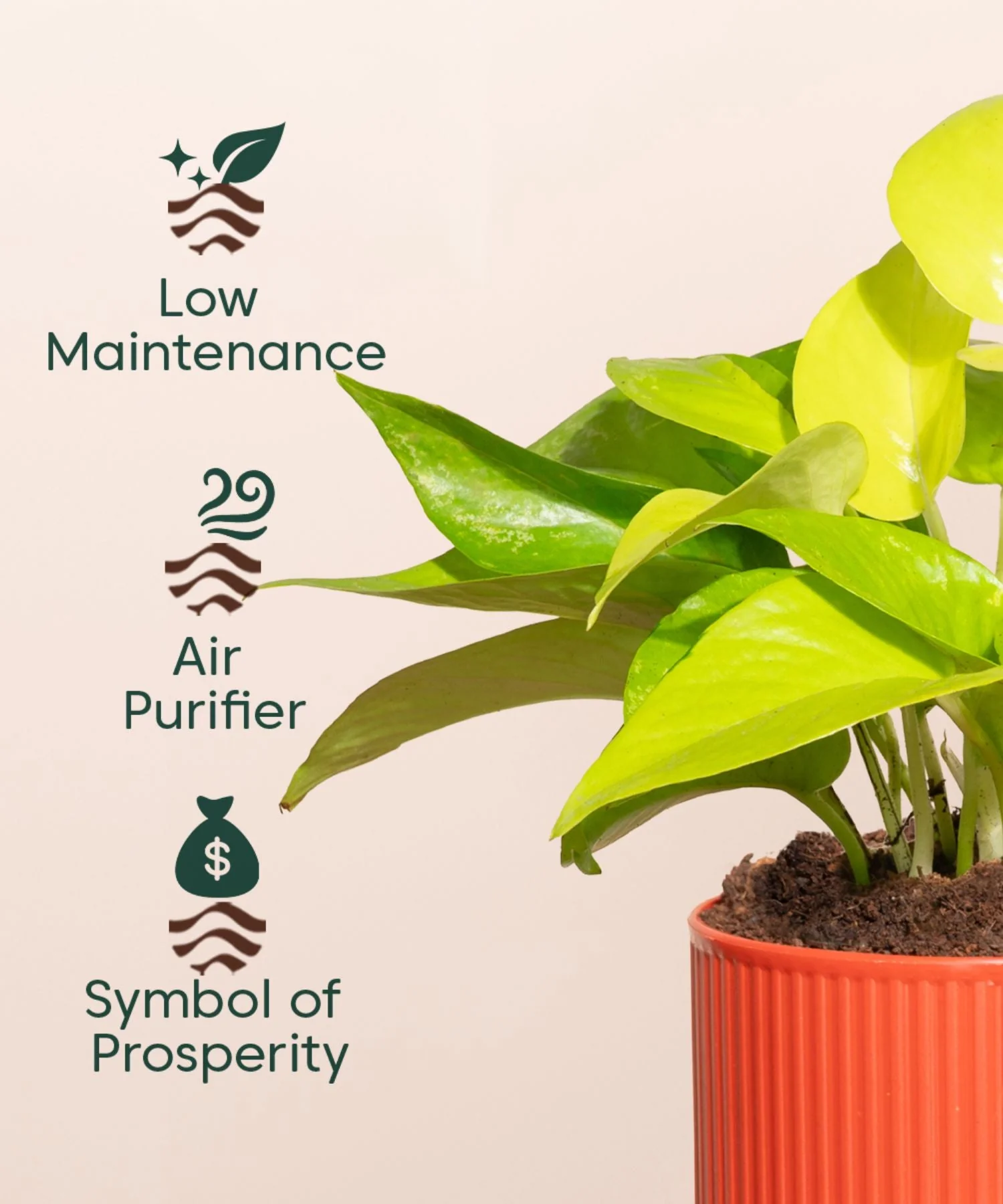 Golden Money Plant With Mylo Self Watering Pot - Image 3