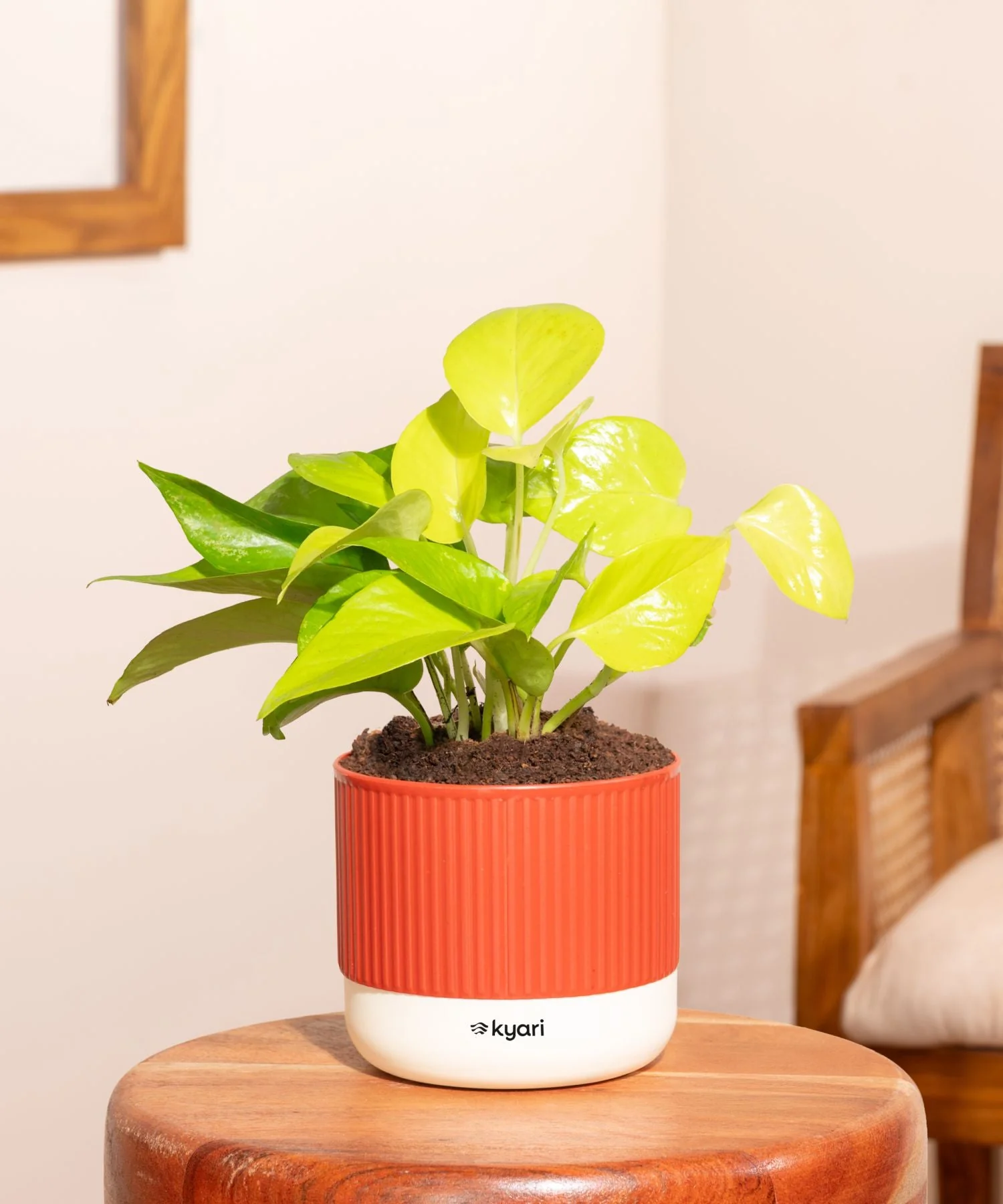 Golden Money Plant With Mylo Self Watering Pot - Paytm Exclusive - Image 152