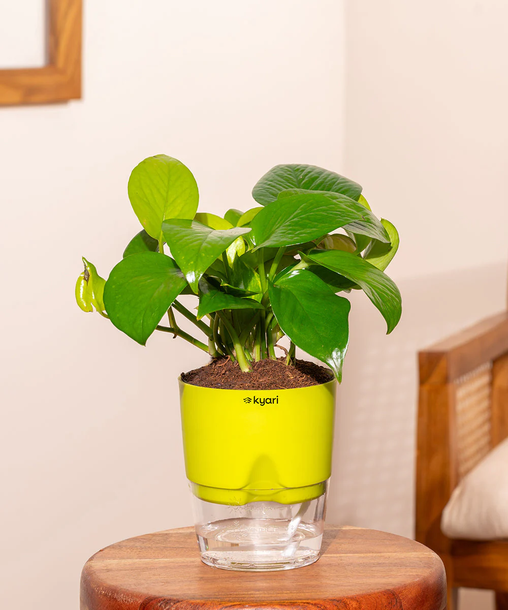 Golden Money Plant With Self Watering Pot_ - Image 105