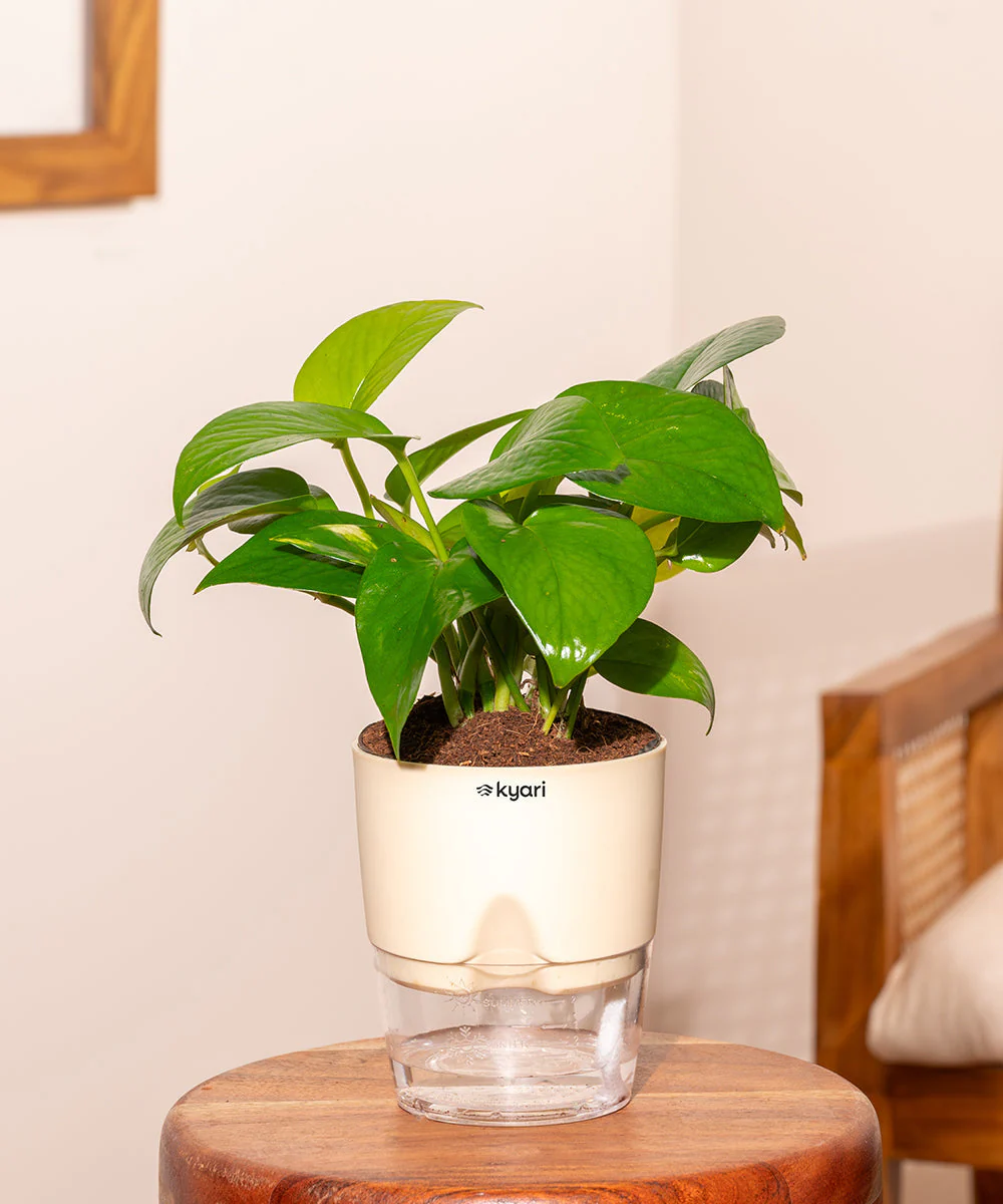 Golden Money Plant With Self Watering Pot_ - Image 121