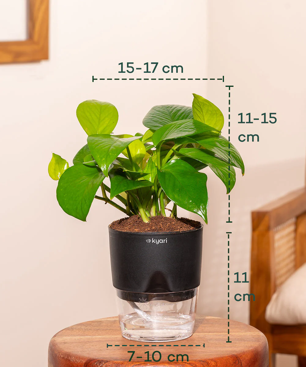 Golden Money Plant With Self Watering Pot_ - Image 13