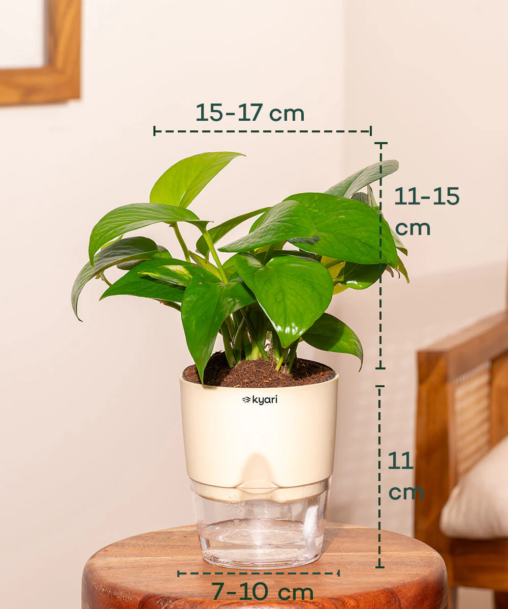 Golden Money Plant With Self Watering Pot_ - Image 19