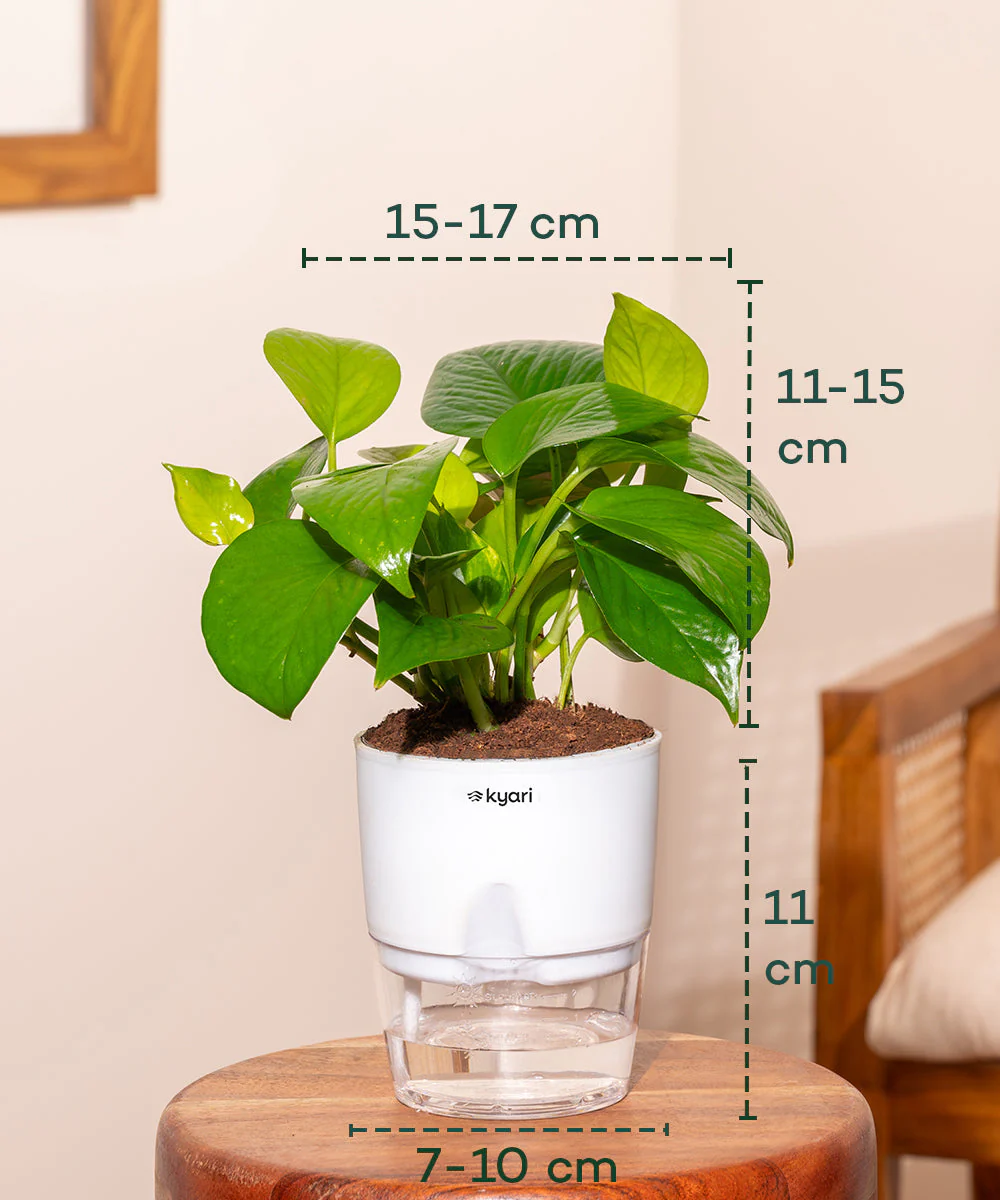 Golden Money Plant With Self Watering Pot_ - Image 2