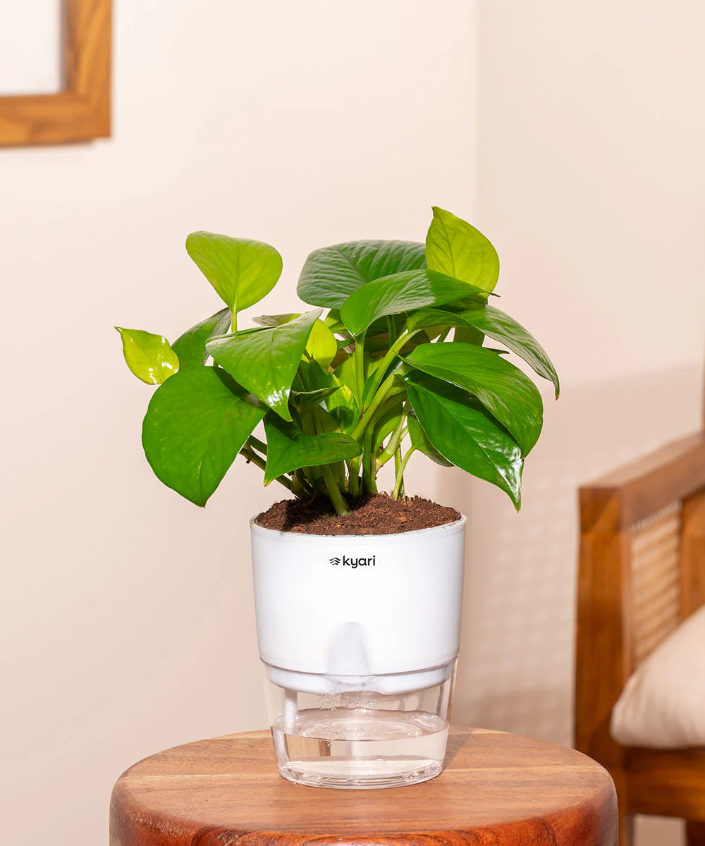 Golden Money Plant With Self Watering Pot_ - Image 213
