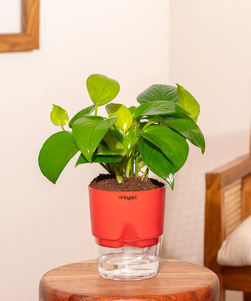 Golden Money Plant With Self Watering Pot_ - Image 247