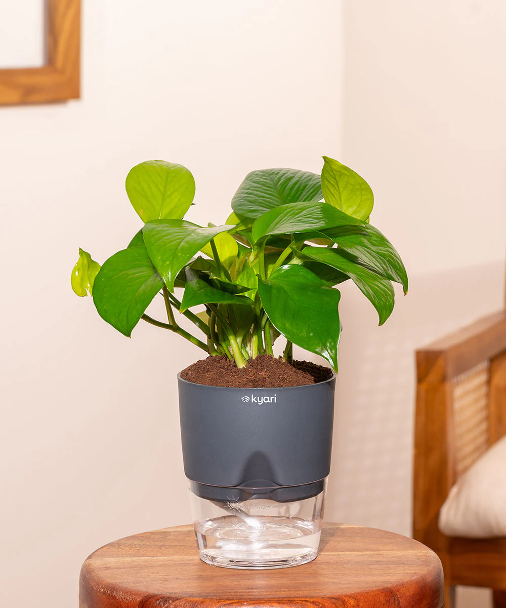 Golden Money Plant With Self Watering Pot_ - Image 25