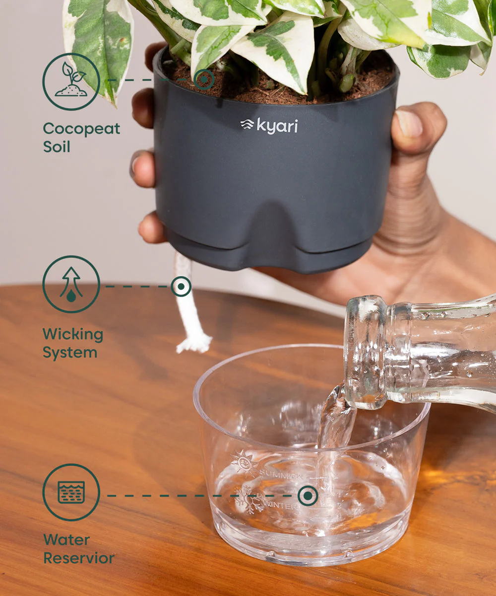 Golden Money Plant With Self Watering Pot_ - Image 26