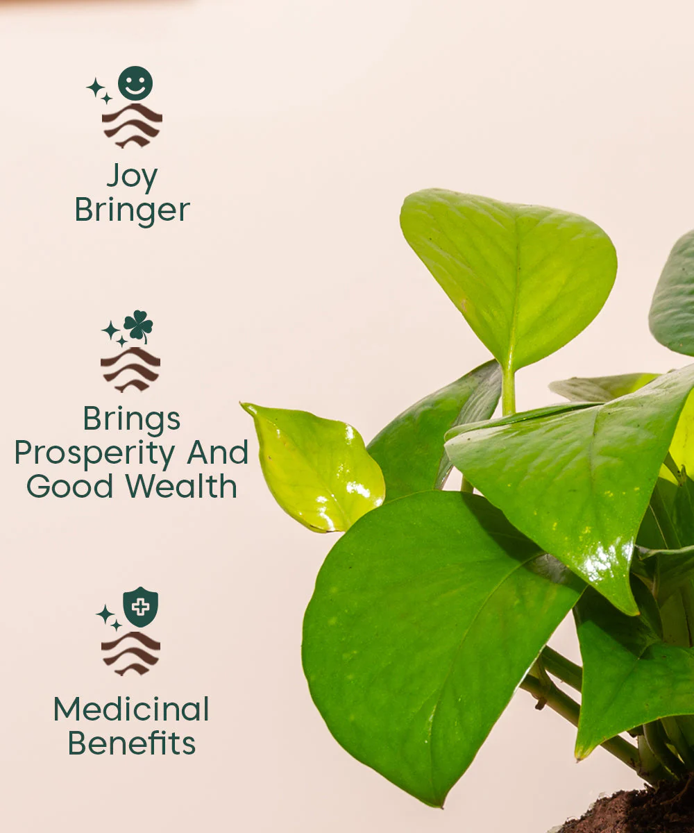 Golden Money Plant With Self Watering Pot - Image 22