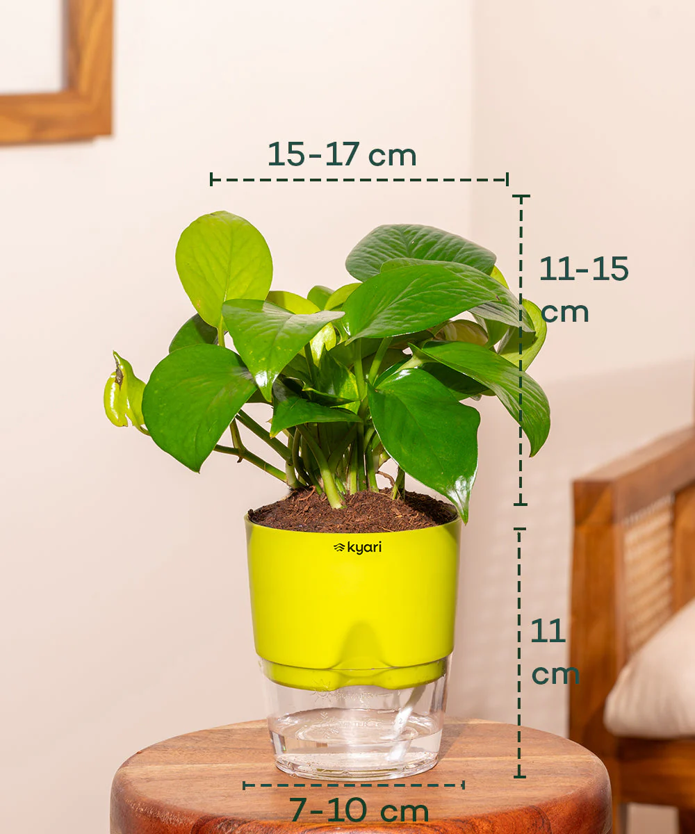 Golden Money Plant With Self Watering Pot - Image 3