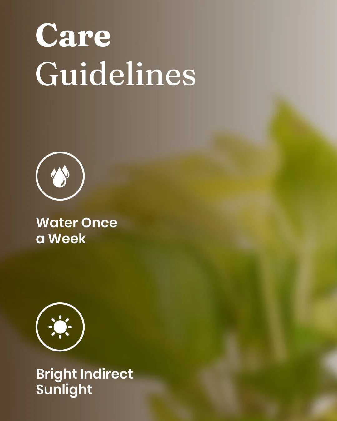 Golden Money Plant With Self Watering Pot - Image 40