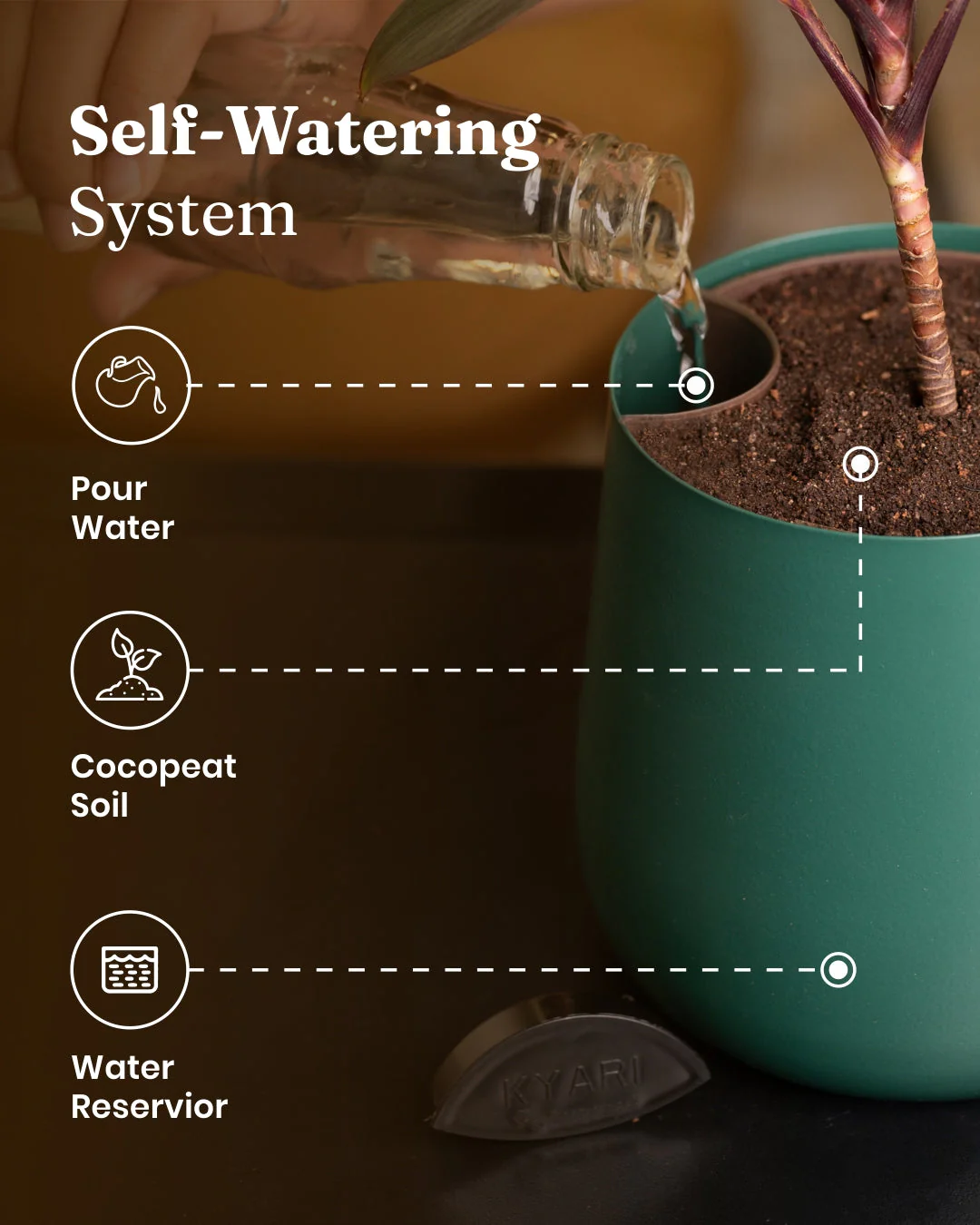 Golden Money Plant With Self Watering Pot - Image 44