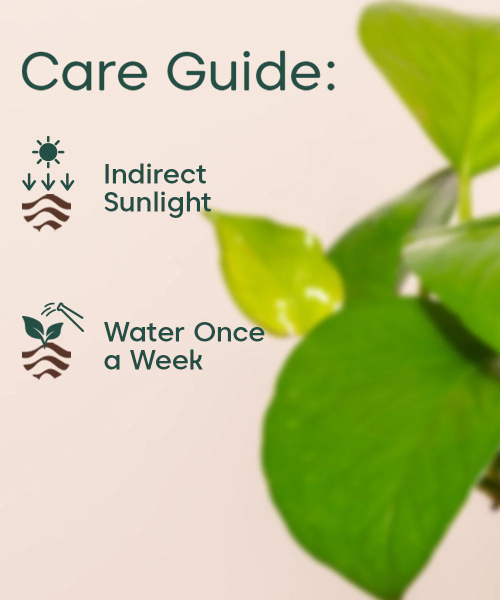 Golden Money Plant With Self Watering Pot - Image 5