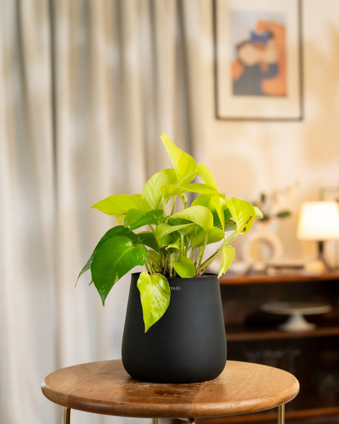 Golden Money Plant With Self Watering Pot - Image 54