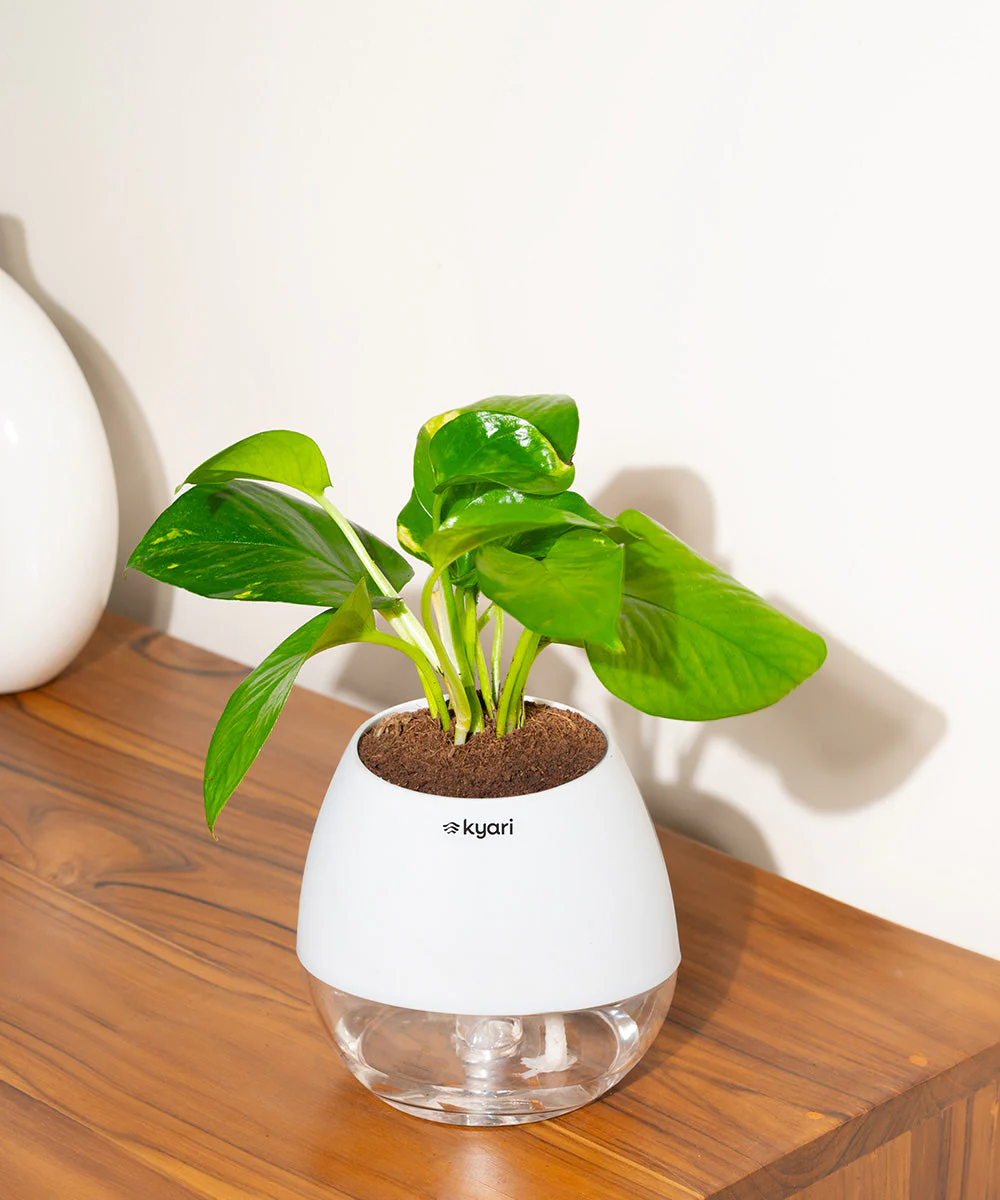 Golden Money Plant With Self Watering Pot - Image 67