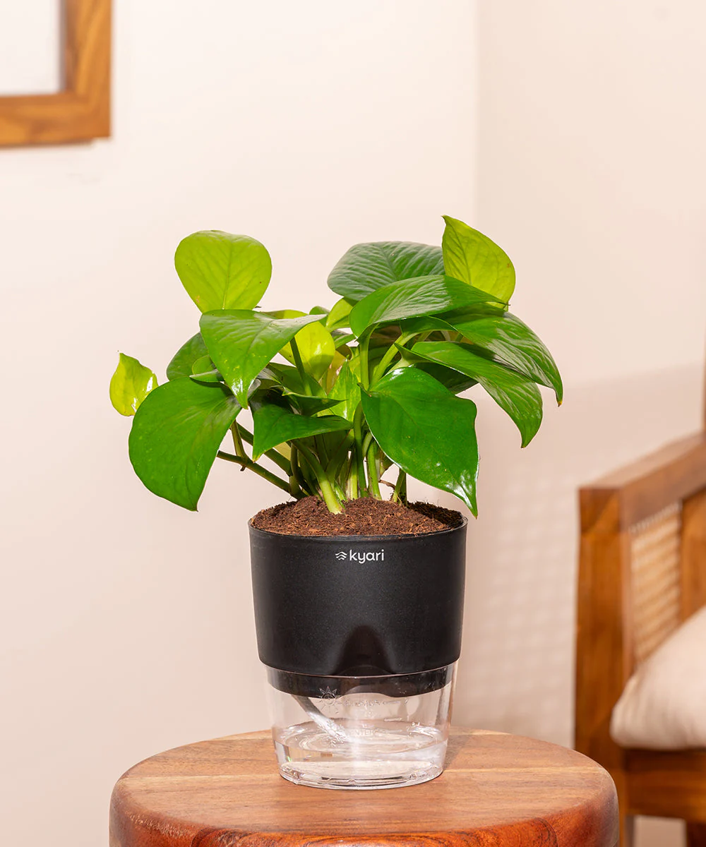 Golden Money Plant With Self Watering Pot - Image 7