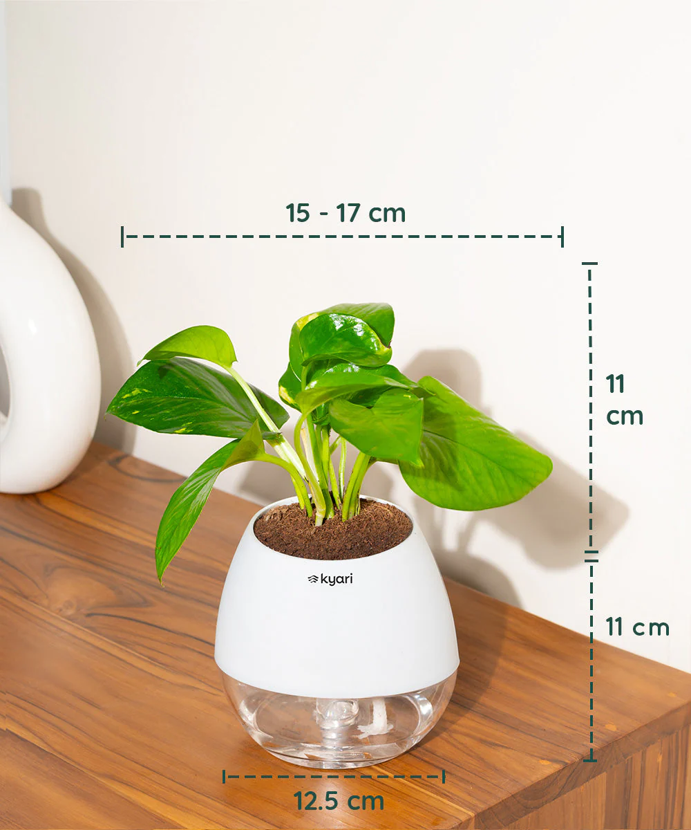Golden Money Plant With Self Watering Pot - Image 70
