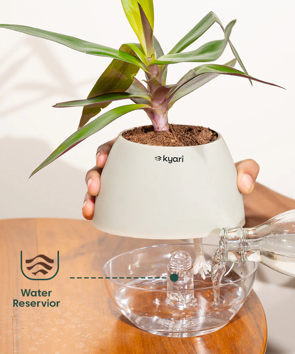 Golden Money Plant With Self Watering Pot - Image 77