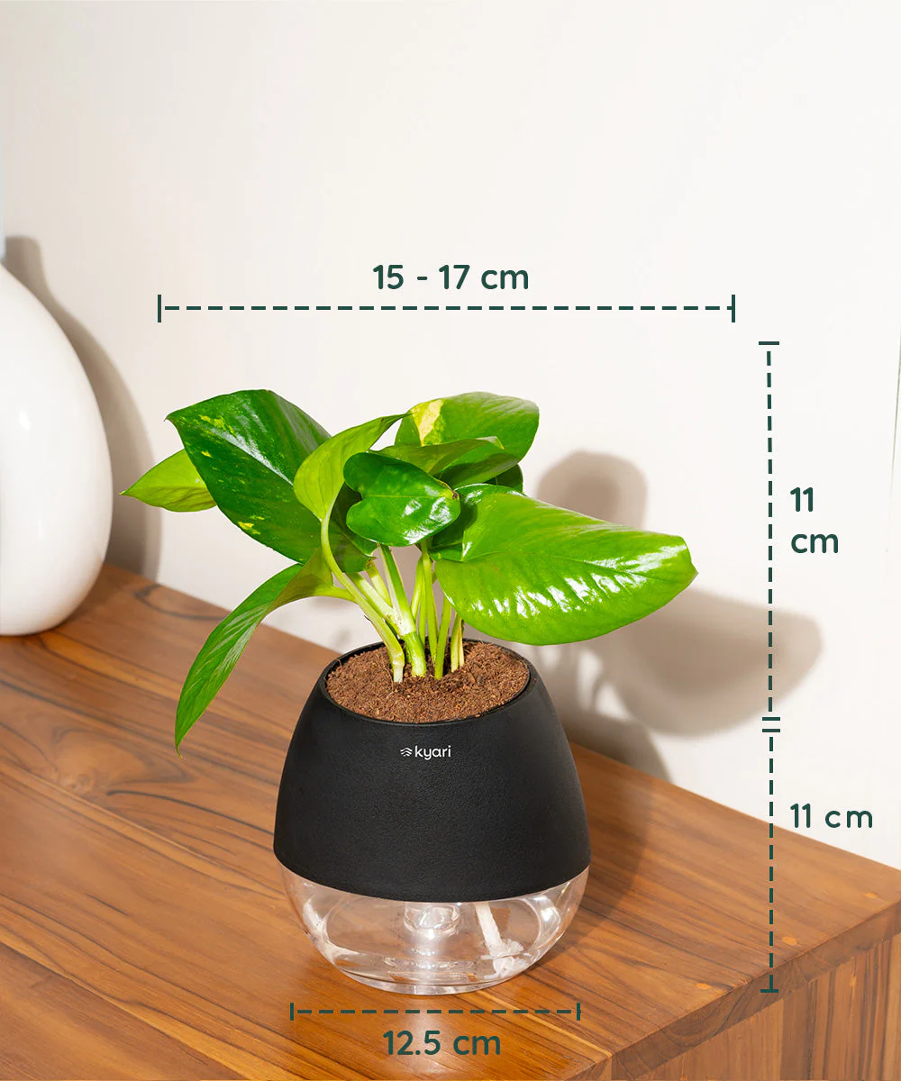 Golden Money Plant With Self Watering Pot - Image 85