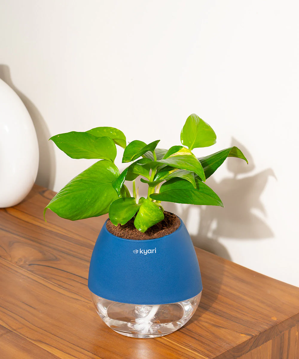 Golden Money Plant With Self Watering Pot - Image 91