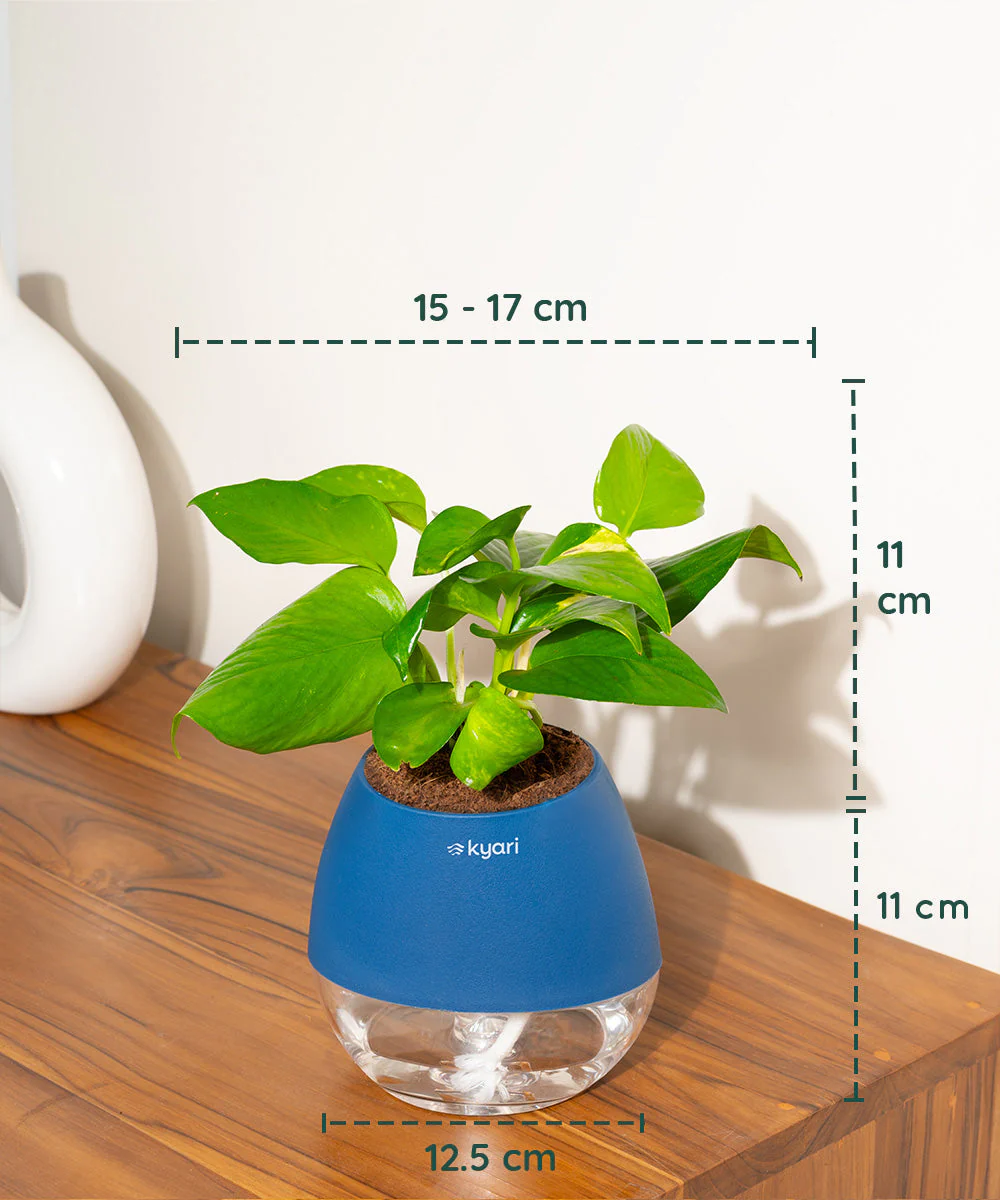 Golden Money Plant With Self Watering Pot - Image 94