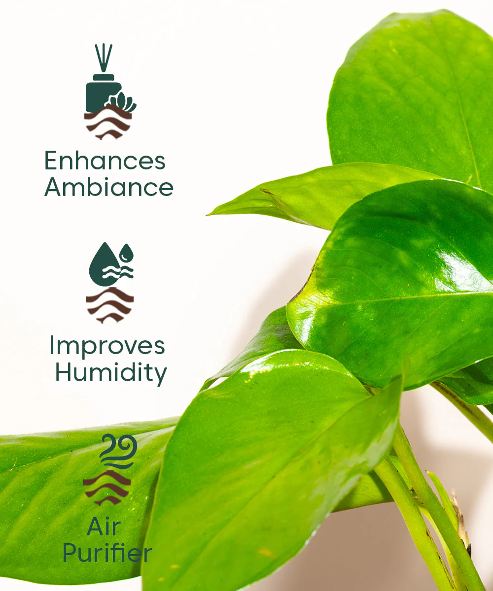Golden Money Plant With Self Watering Pot - Image 95