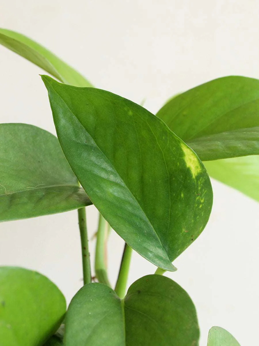 Goodluck Charm Easy Care Plants Combo - Image 3