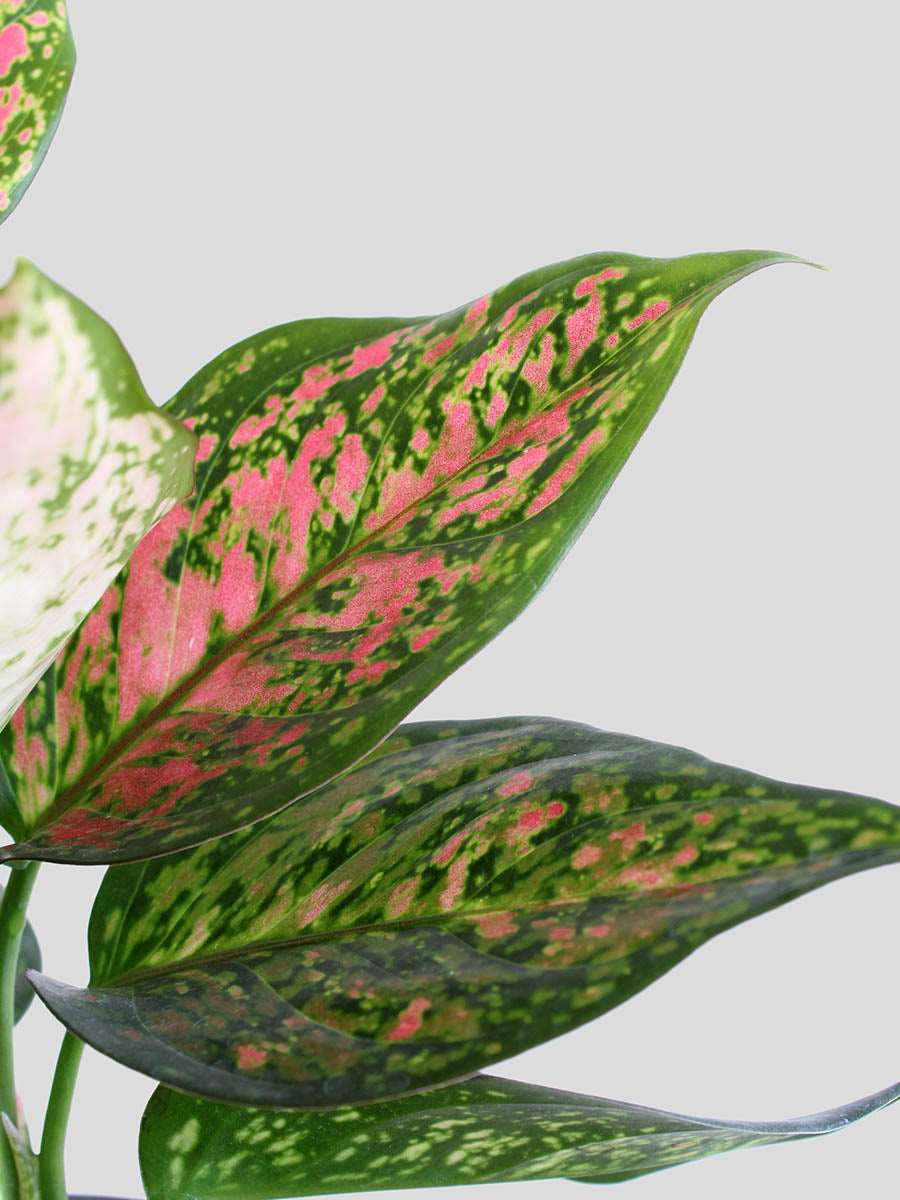 Goodluck Charm Easy Care Plants Combo - Image 4