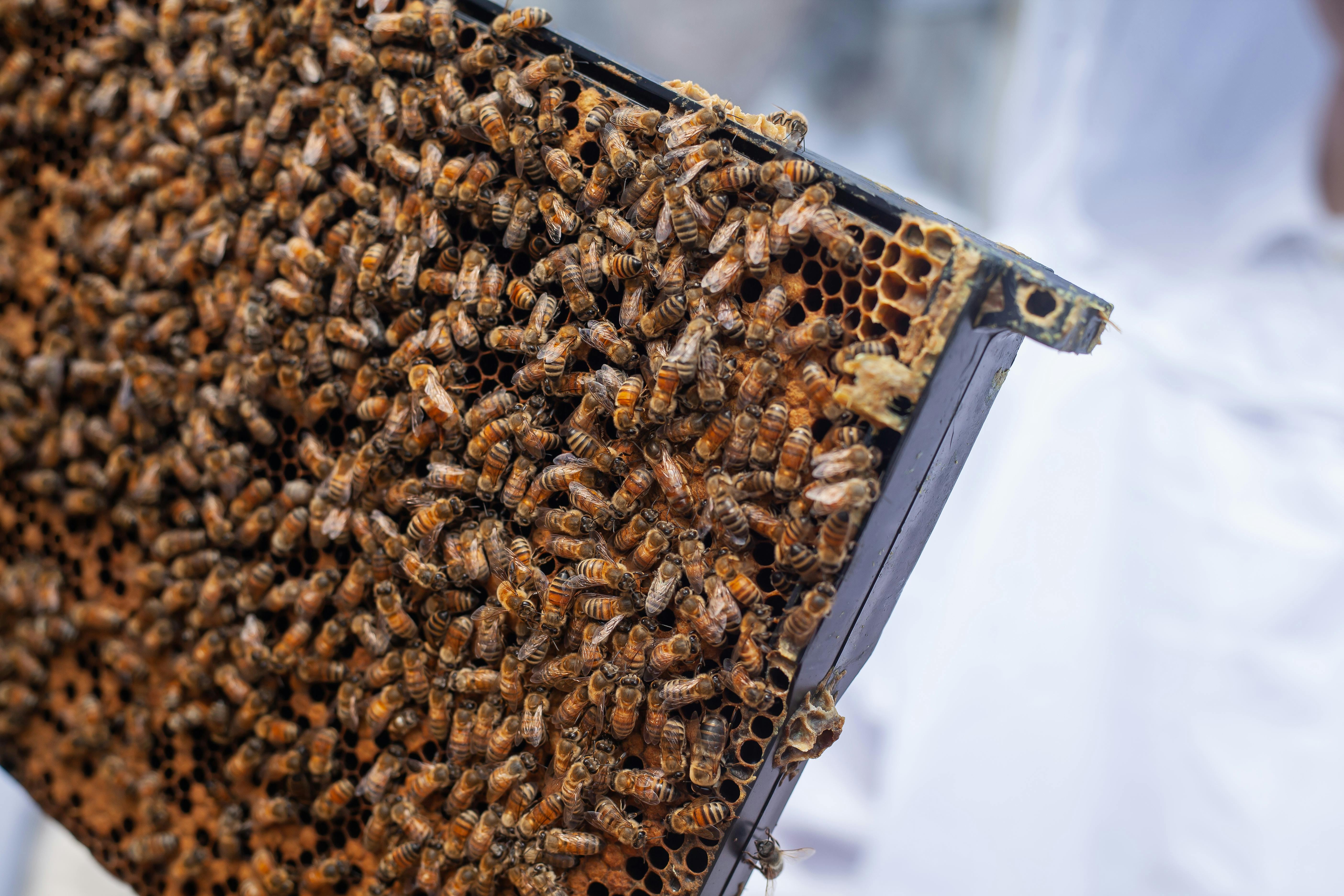 Himalayan Honey | Multifloral | Kangra's Finest | Pure Kangra Honey | Golden Elixir - Image 10