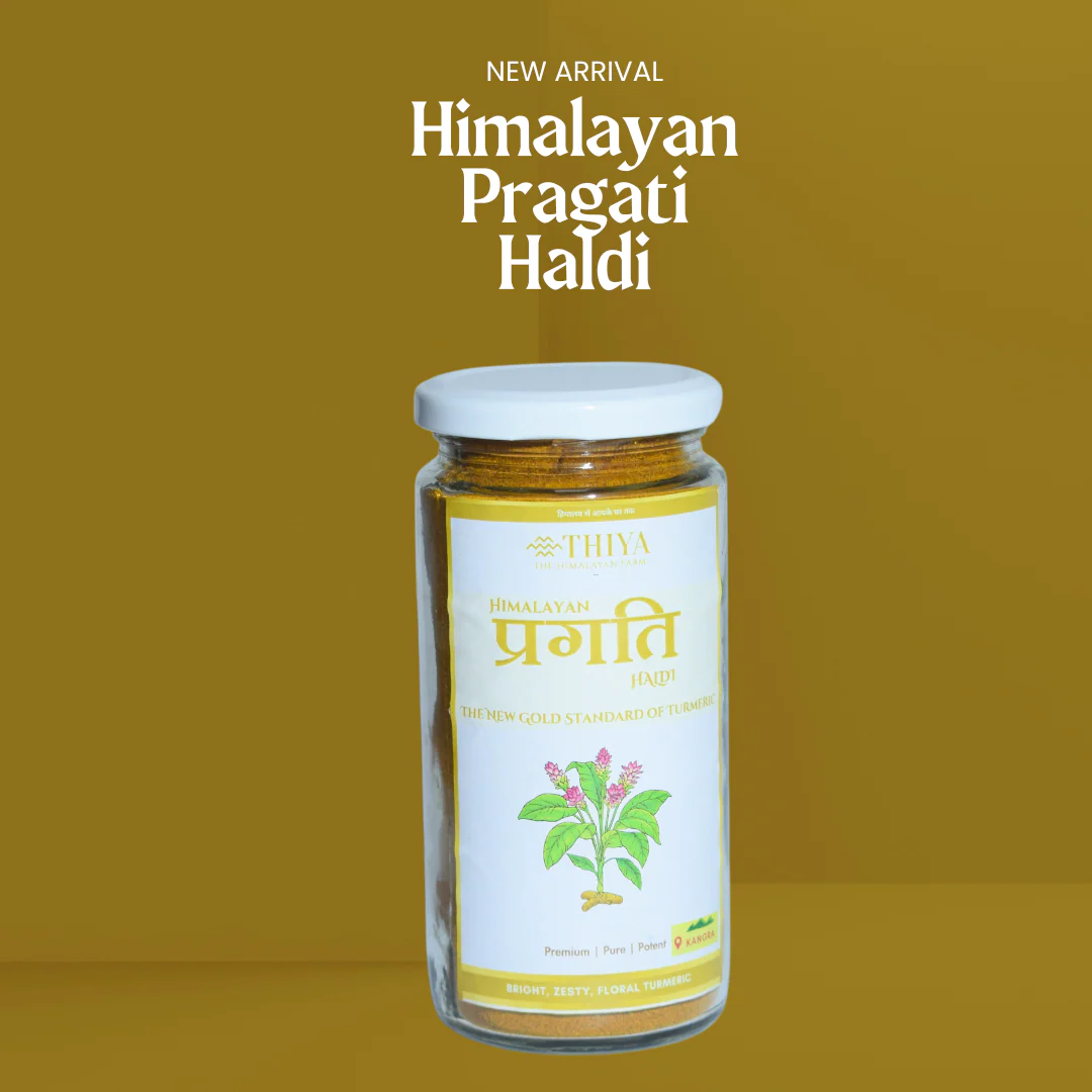 Himalayan Pragati Haldi | Kangra's Finest | Pragati Haldi | Premium Quality