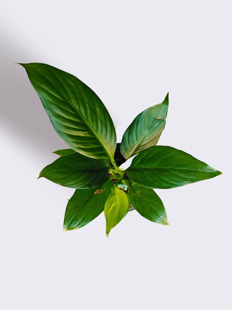 Indoor Plants Combo for Home Decor in Eco Pots (Small) - Image 4