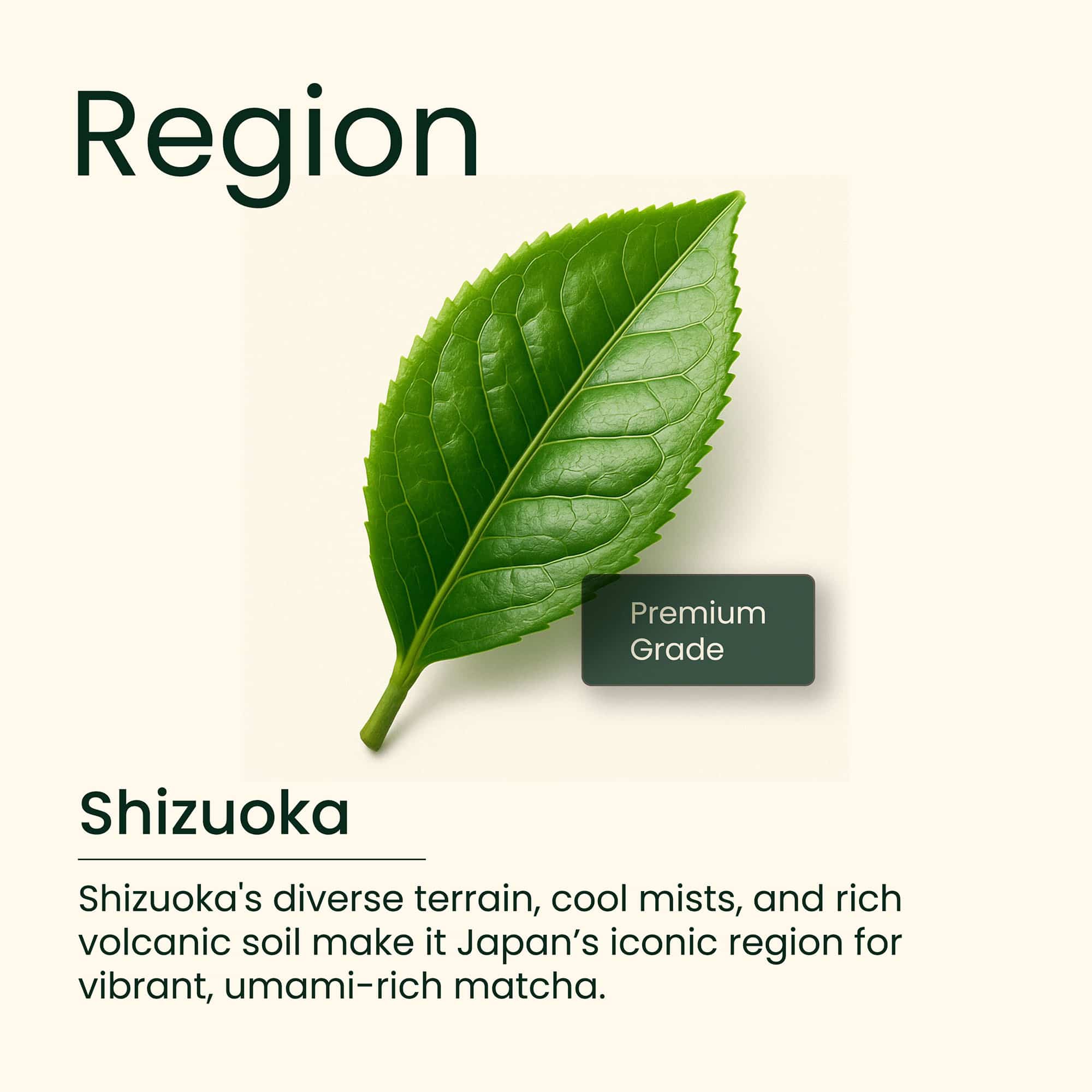 Japanese Matcha Green Tea (Premium Grade) BARISTA pack, 100g - Image 2