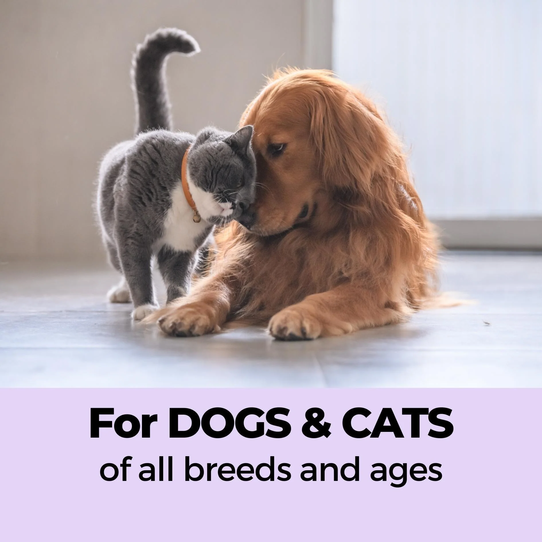 Keratin+ & Shampoo + Conditioner Pet Shampoo Combo - Image 6