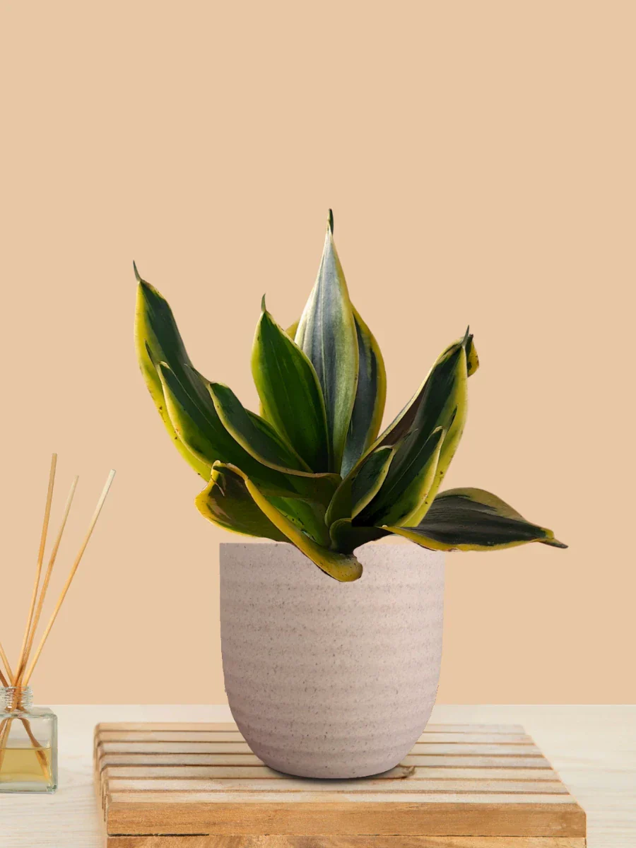 Lotus Golden Snake Plant (Small) in Eco Pot - Image 11