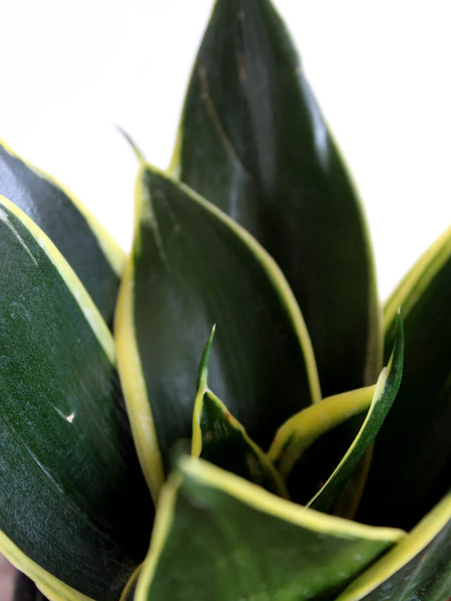 Lotus Golden Snake Plant (Small) in Eco Pot - Image 2