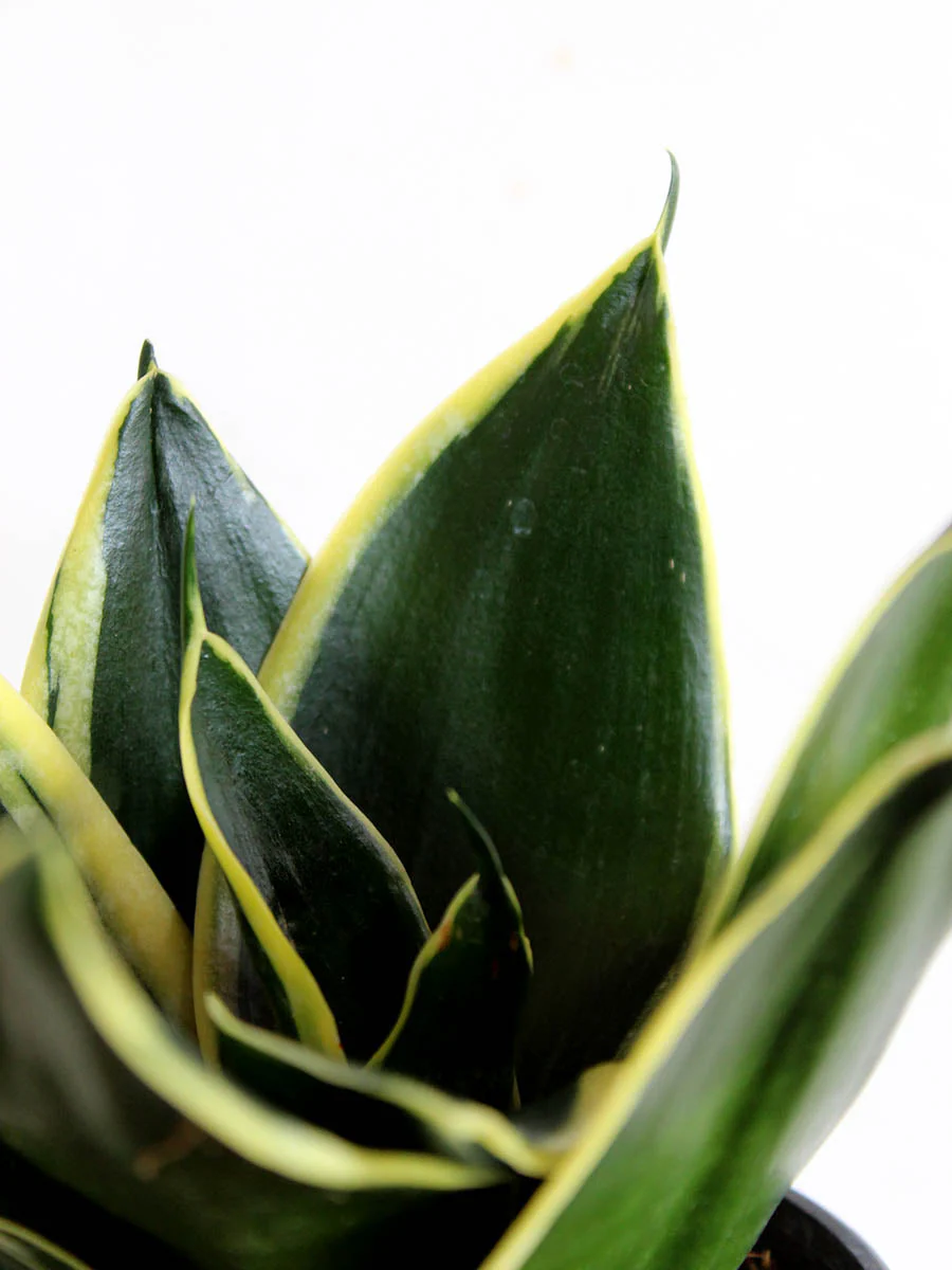 Lotus Golden Snake Plant (Small) in Eco Pot - Image 3