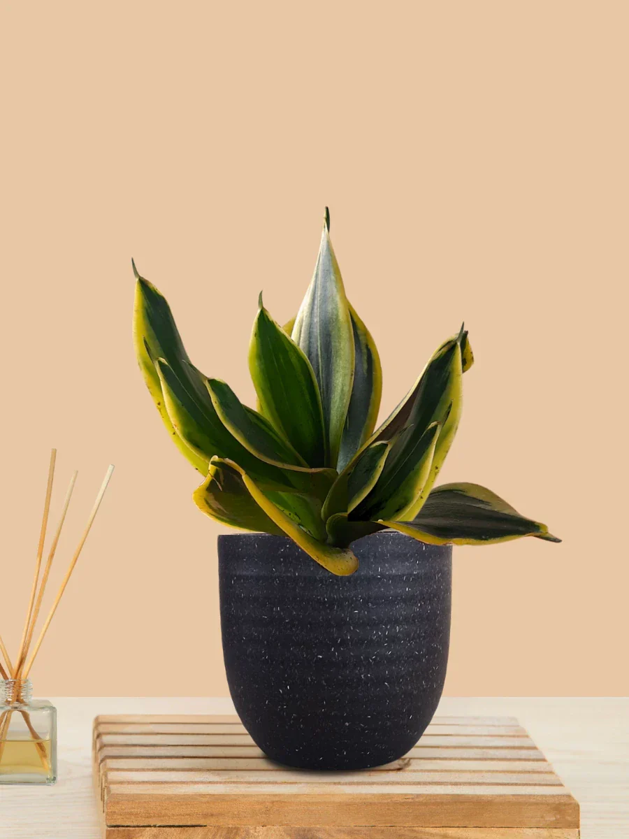 Lotus Golden Snake Plant (Small) in Eco Pot - Image 8