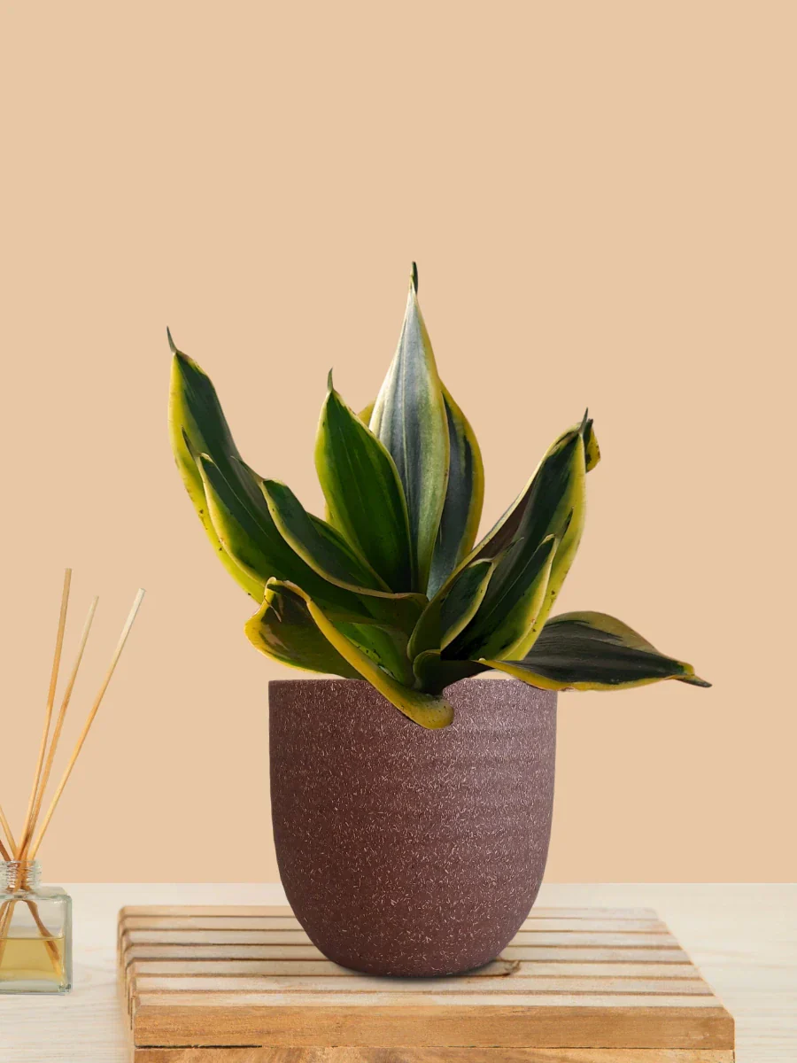 Lotus Golden Snake Plant (Small) in Eco Pot - Image 9