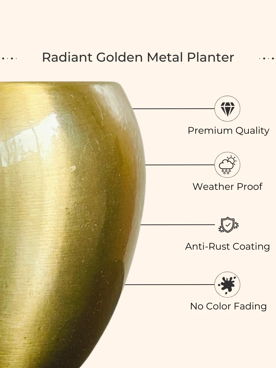 Lotus Golden Snake Plant (Small) in Golden Metal Pot - Image 2