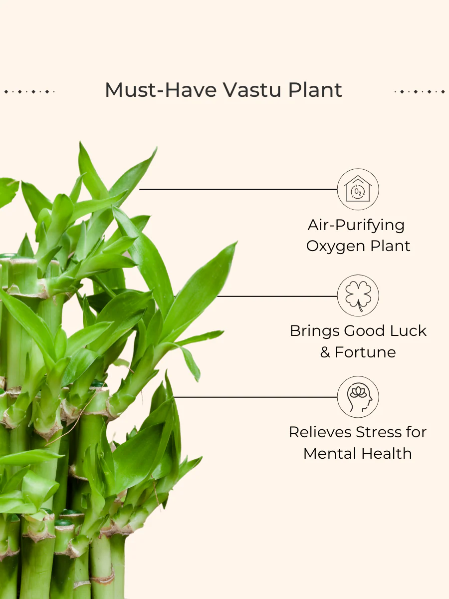 Lucky Bamboo 2 Layer Plant (Small) in Golden Metal Pot - Image 2