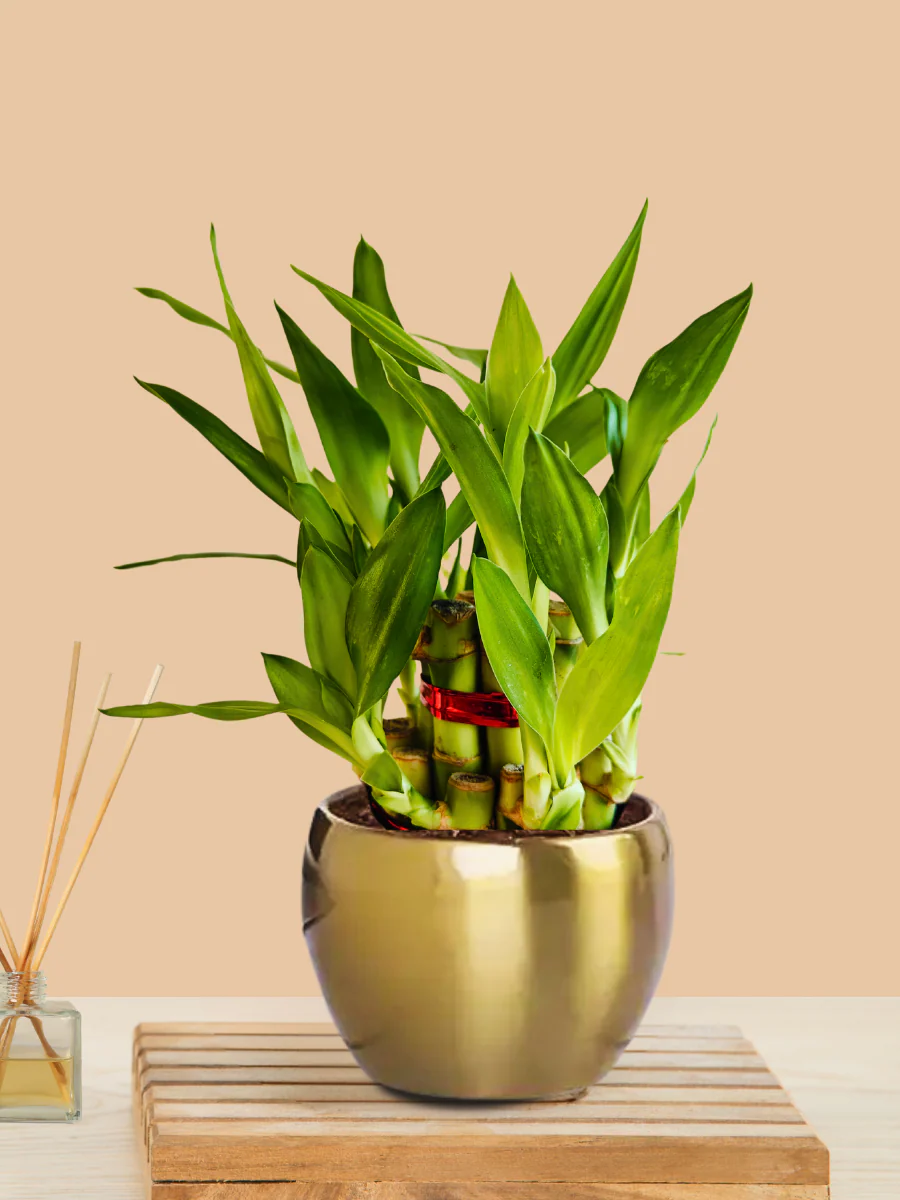 Lucky Bamboo 2 Layer Plant (Small) in Golden Metal Pot - Image 5
