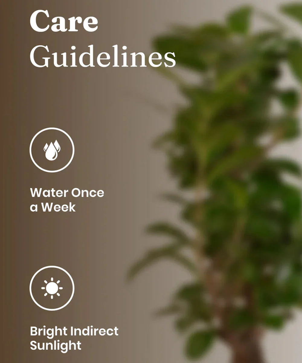 Lucky Bonsai Plant With Self Watering Pot - Image 19