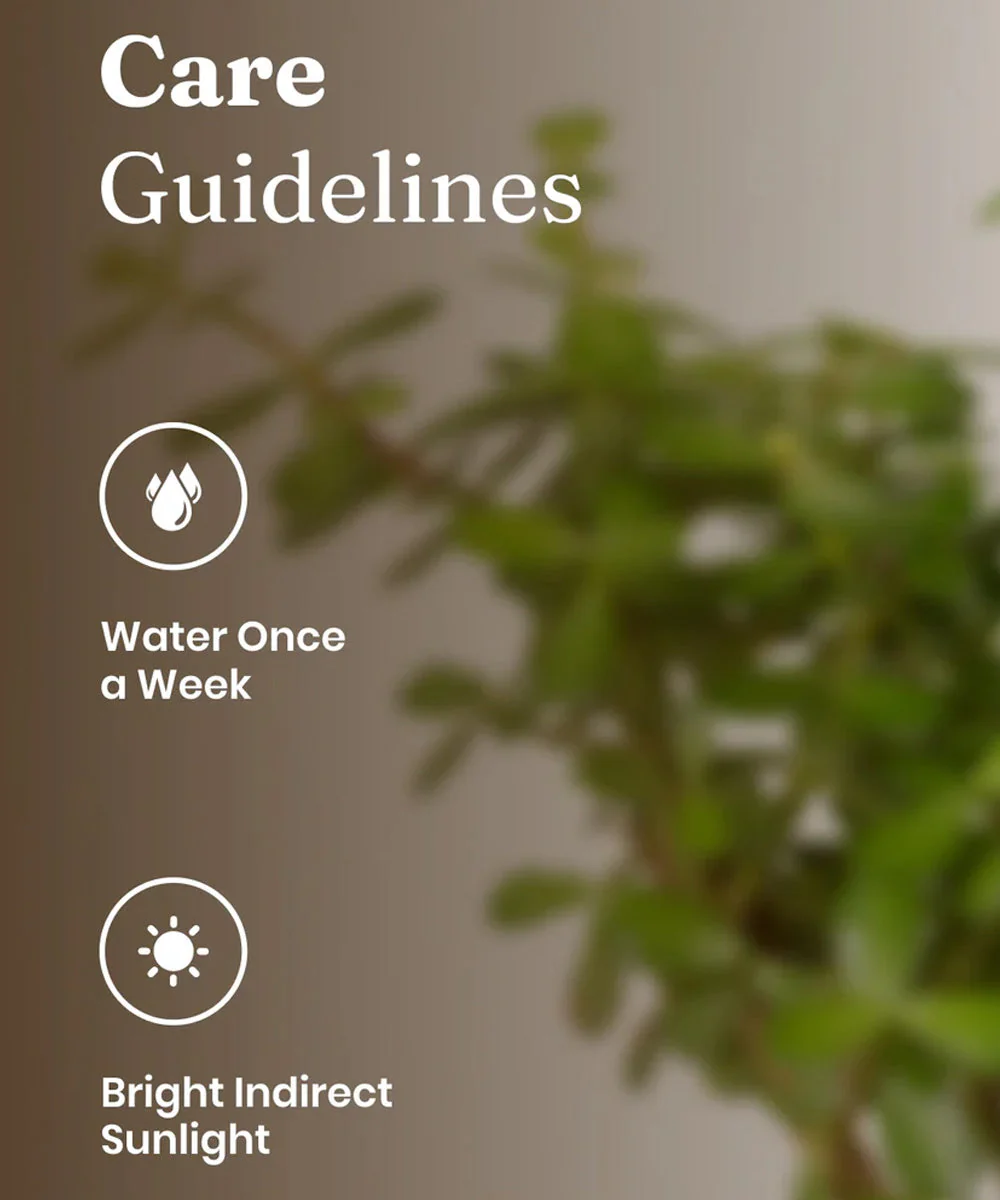 Lucky Bonsai Plant With Self Watering Pot - Image 33