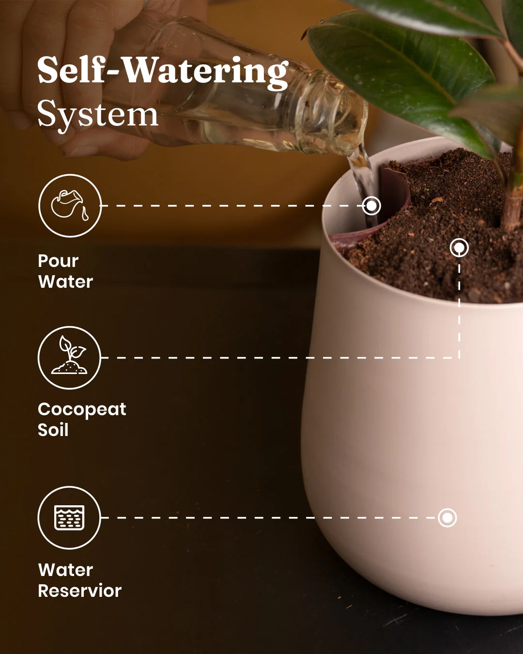 Lucky Bonsai Plant With Self Watering Pot - Image 45