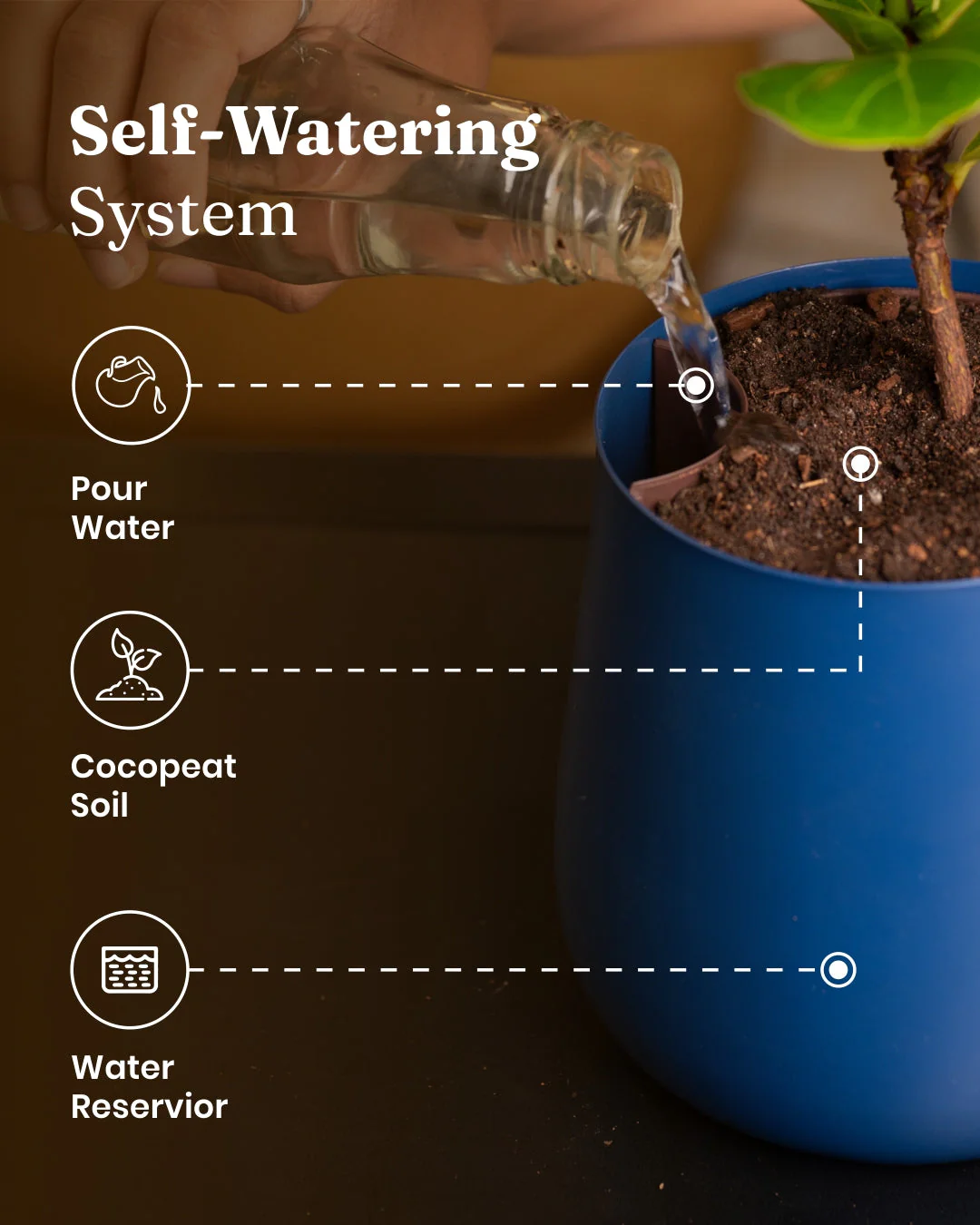 Lucky Bonsai Plant With Self Watering Pot - Image 51