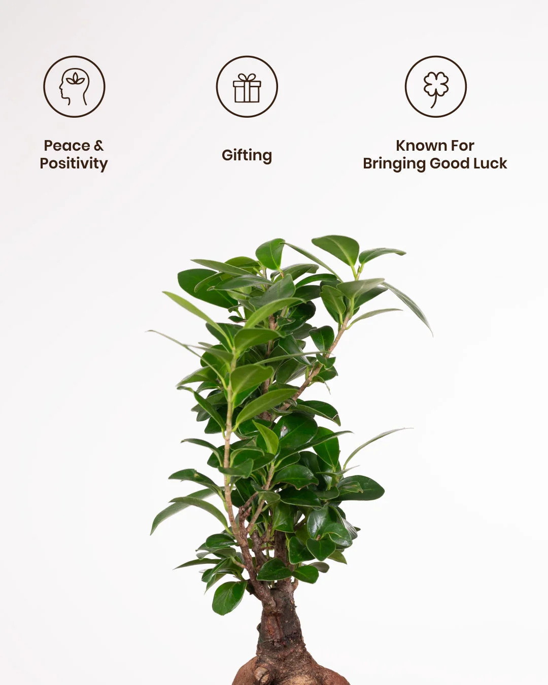 Lucky Bonsai Plant With Self Watering Pot - Image 52