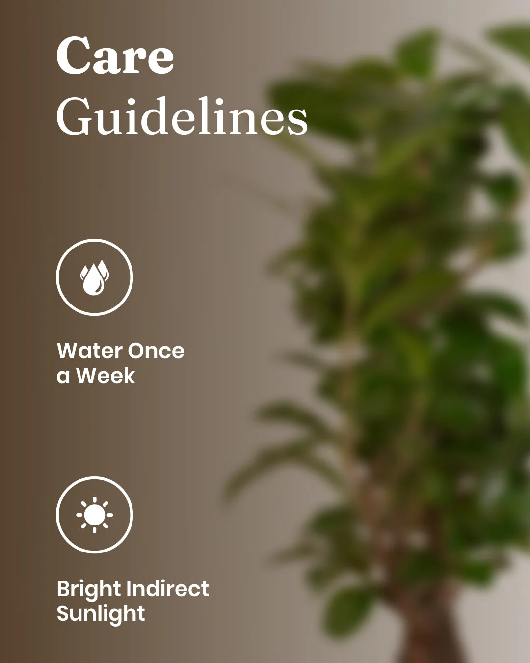 Lucky Bonsai Plant With Self Watering Pot - Image 59